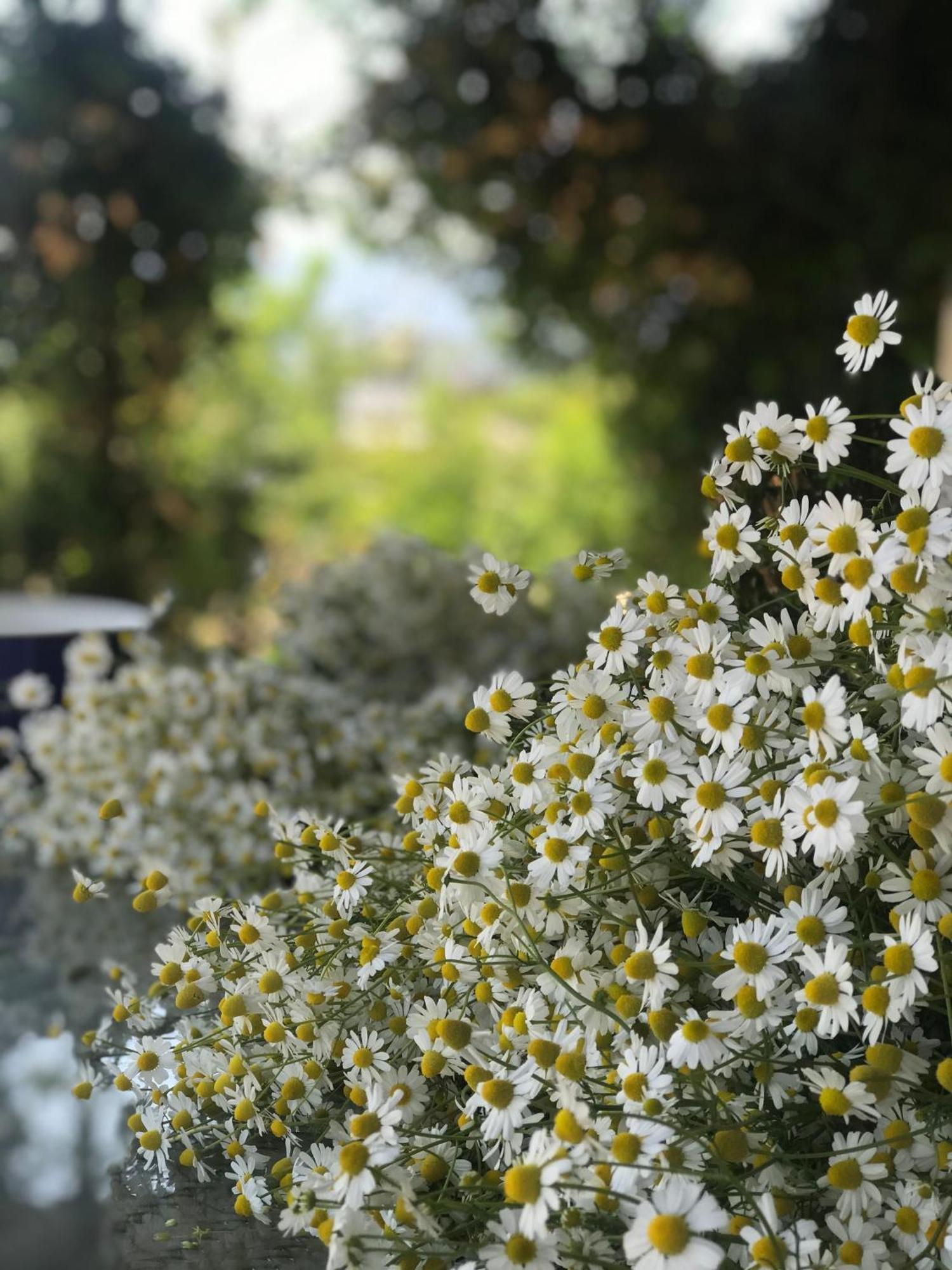 Mandalin Glamping Otel Selçuk Dış mekan fotoğraf